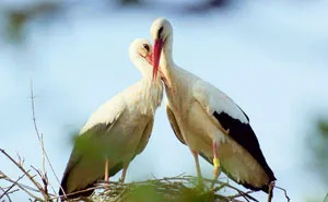 This Stork Has Been Flying 13,000 Km Each Year For 16 Years To See His Injured Soulmate