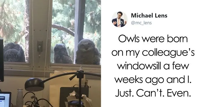 The Internet Can't Stop Laughing At These Owls Who Were Born Outside Of Office Window And Now Do This