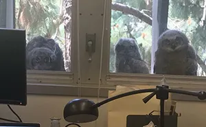 The Internet Can't Stop Laughing At These Owls Who Were Born Outside Of Office Window And Now Do This
