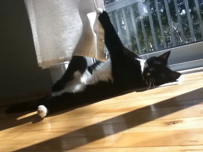 My Cat Fell Asleep With Her Claws Stuck In The Curtain