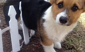 122 Idiot Dogs That Will Crack You Up