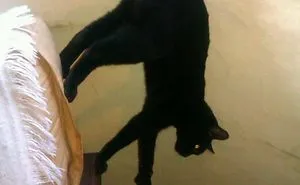 90 Idiot Cats That Will Make You Laugh Out Loud