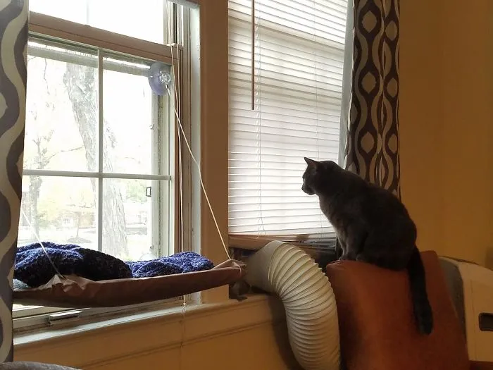 So Glad I Bought My Cat That Window Hammock