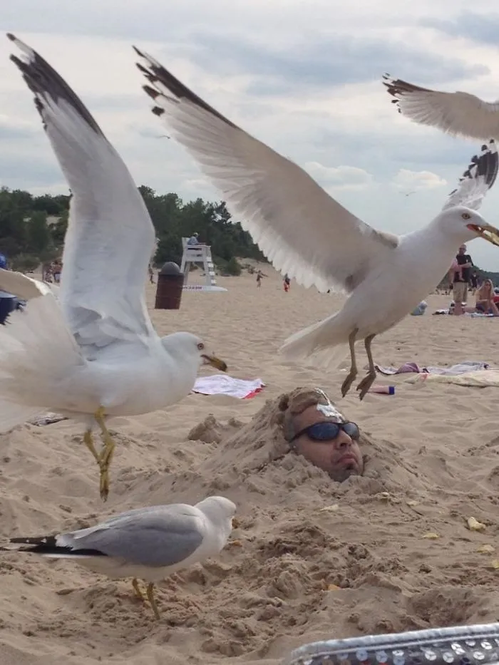 Enterré a un amigo en la arena y luego tiré patatas fritas alrededor...y llegaron las gaviotas
