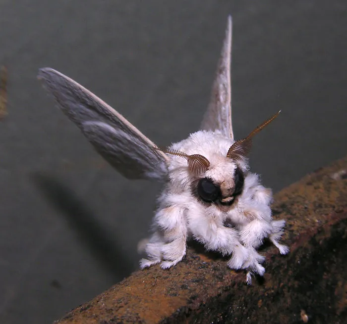 Venezuelan Poodle Moth - Unusual Animal Or Alien?