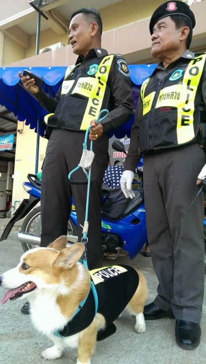 Thai Police Has A Corgi K-9