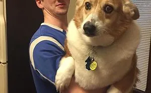 107 Hilariously Adorable Reasons Why The Queen Chose Corgis