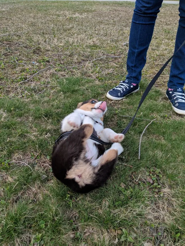 Ruby Is Turning Out To Be A Very Majestic Pup