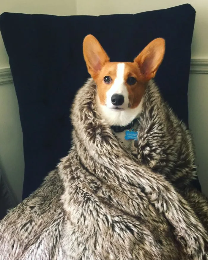 Dobla la rodilla ante el señor de la casa Corgi