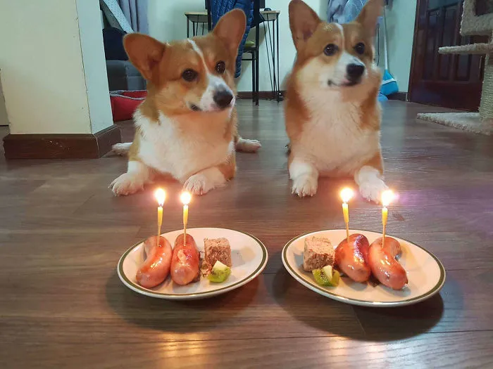 These Brothers Are 2-Year-Old!