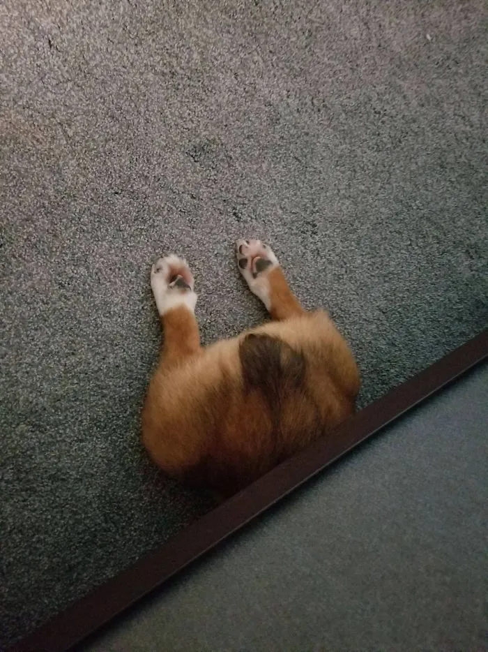 Exploring Under The Bed Sploot