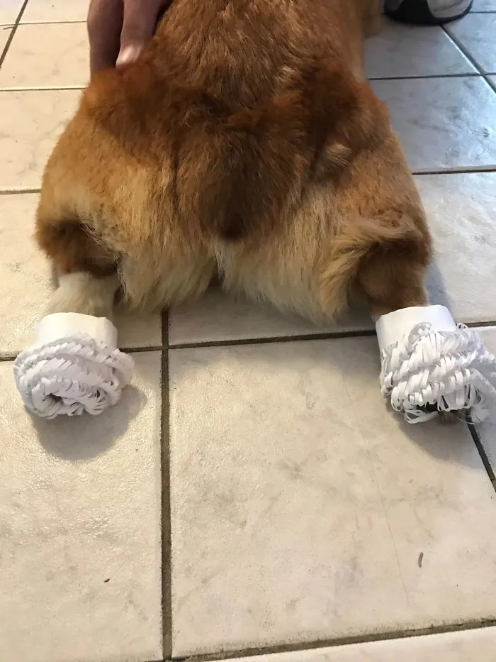 Corgi Rump Roast