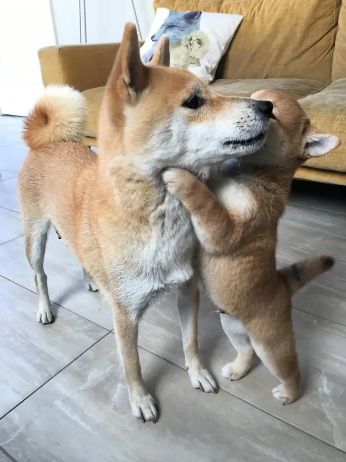 My Puppy Gave His Mom A Hug