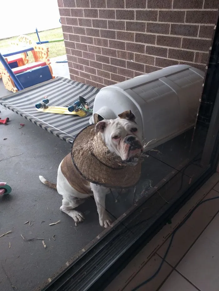 Put My Straw Hat Down While Gardening And Came Back To This