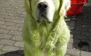 122 Idiot Dogs That Will Crack You Up