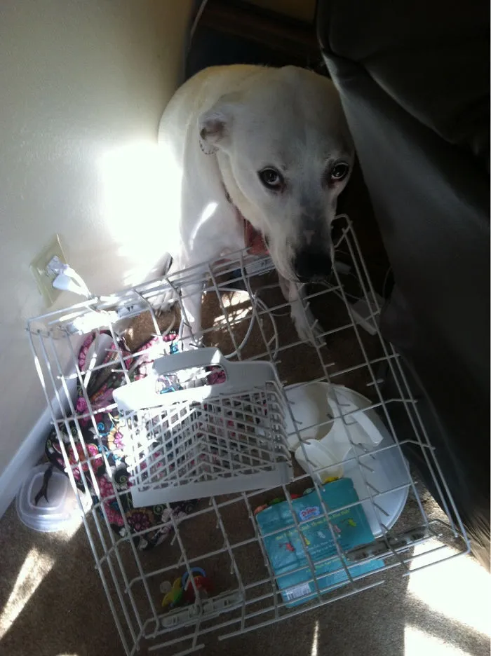 My Dog's Collar Got Snagged On The Dishwasher, Found Her Hiding