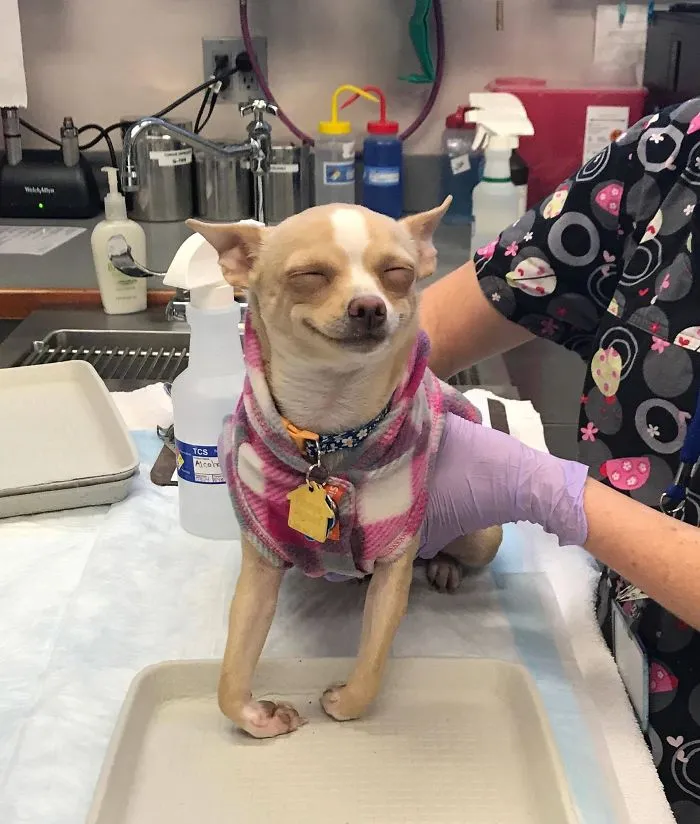 My Friend's Dog Ate A Pot Brownie Yesterday