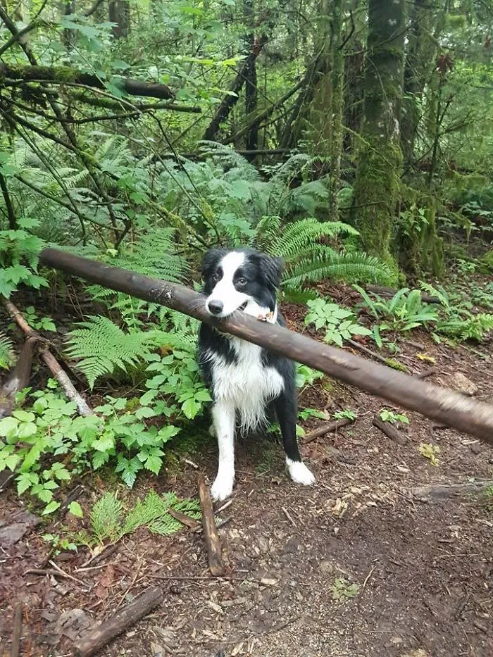 My Dog Insisted That This Was The Stick We Were Going To Play Fetch With