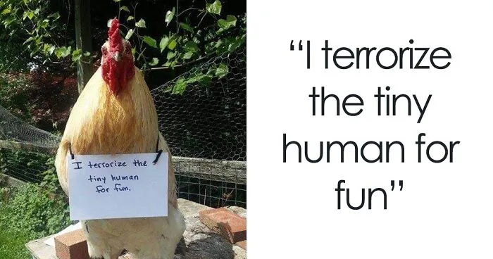 Farmers Are Shaming Their Chickens For Their 'Crimes' And It's Too Entertaining To Read