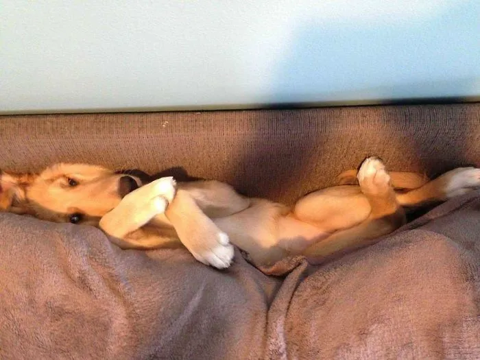Couldn't Find My Dog Anywhere Until I Noticed That There Was Something Wrong With The Couch