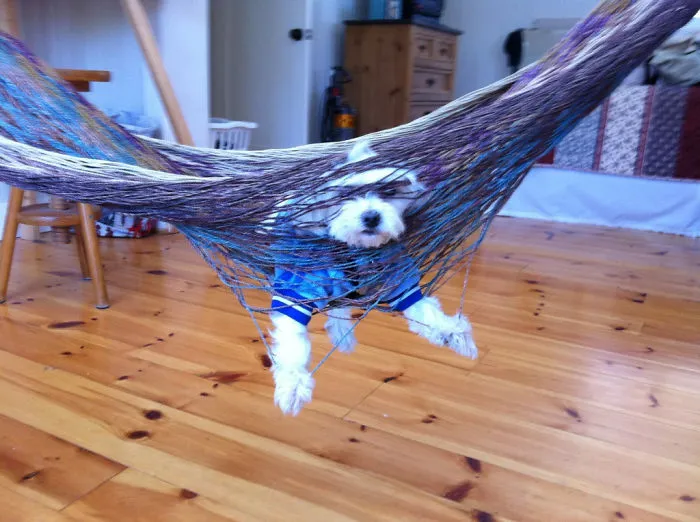 Maxie Relaxing In A Hammock