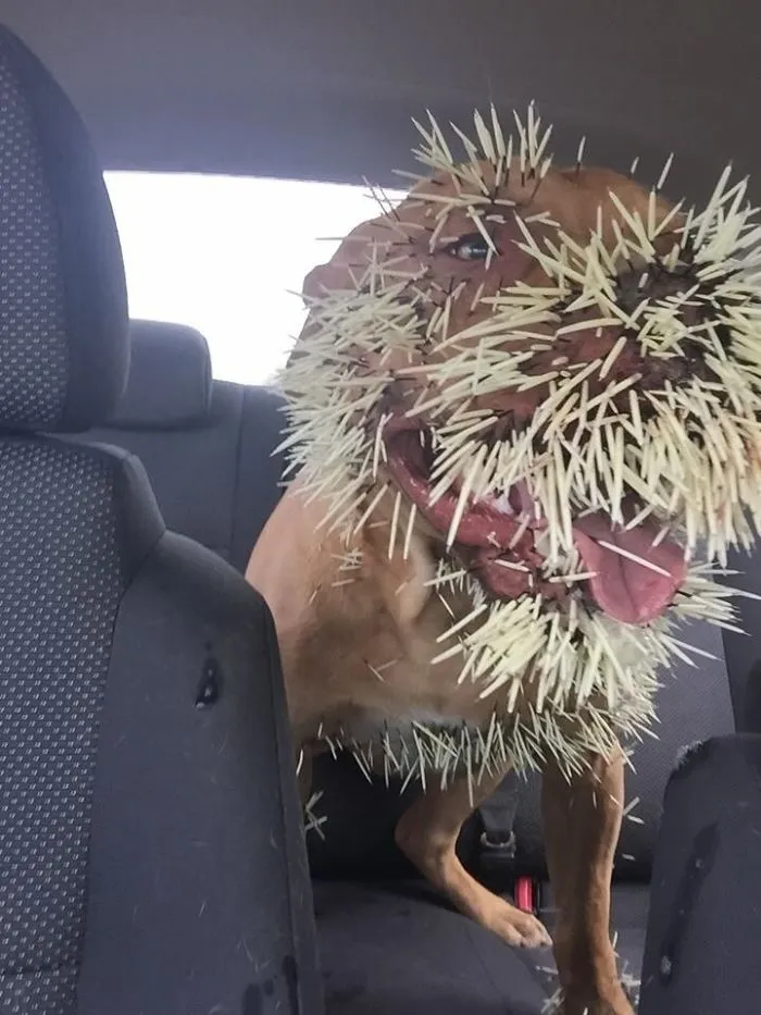 Friend Took A Photo Of Her Dog On The Way To The Vet