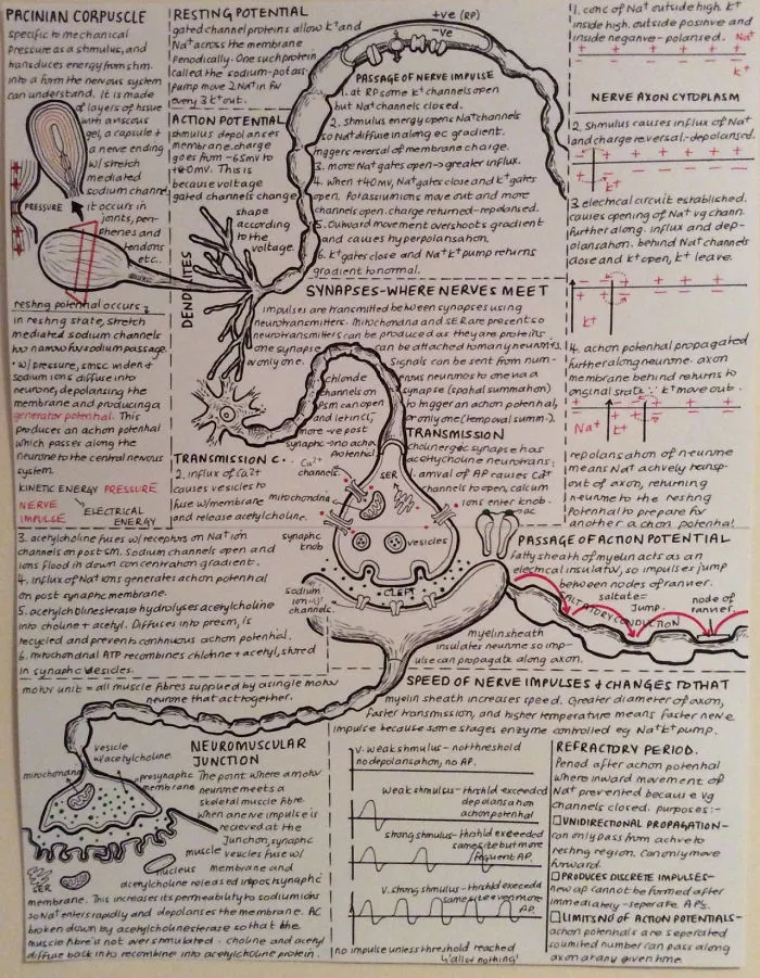 Poster A2 que hice para biología
