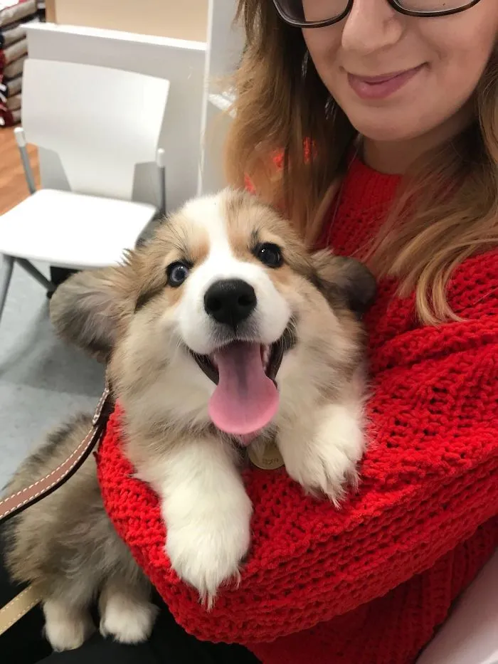 Meet Copper! Our 10 Week Old Long-Haired Pembroke With Heterochromia
