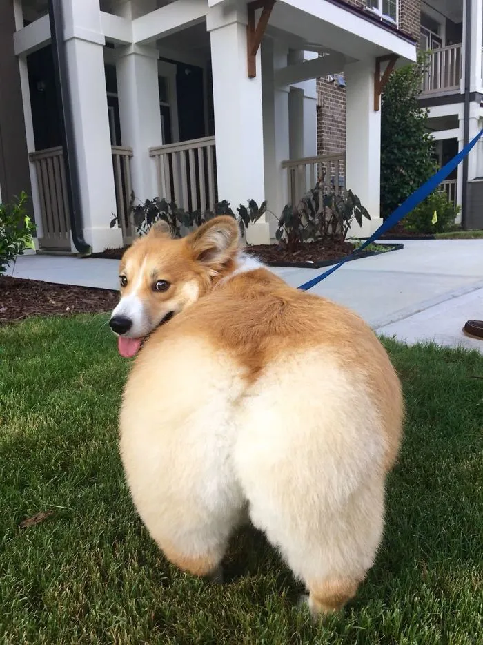 Tucker's Butt