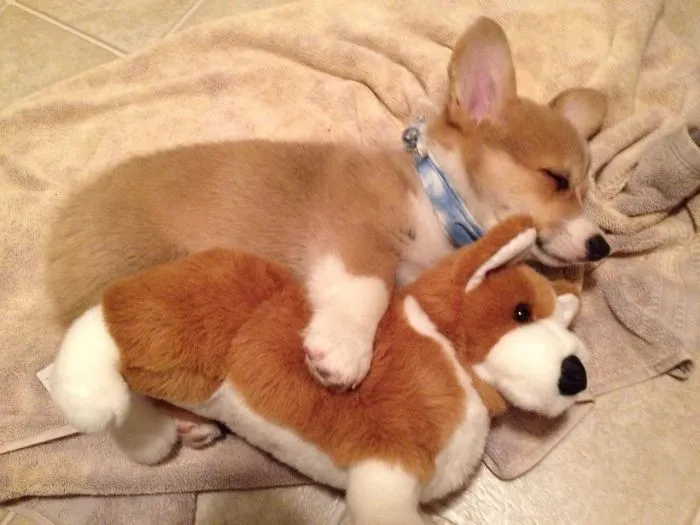 Cuddles With My Lookalike