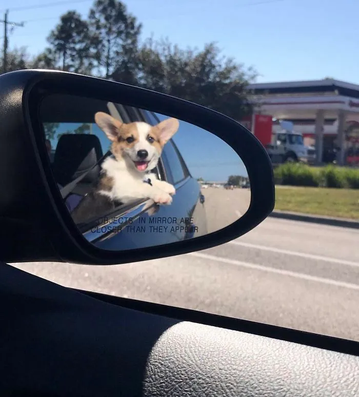 Objects In Mirror Are Cuter Than They Appear