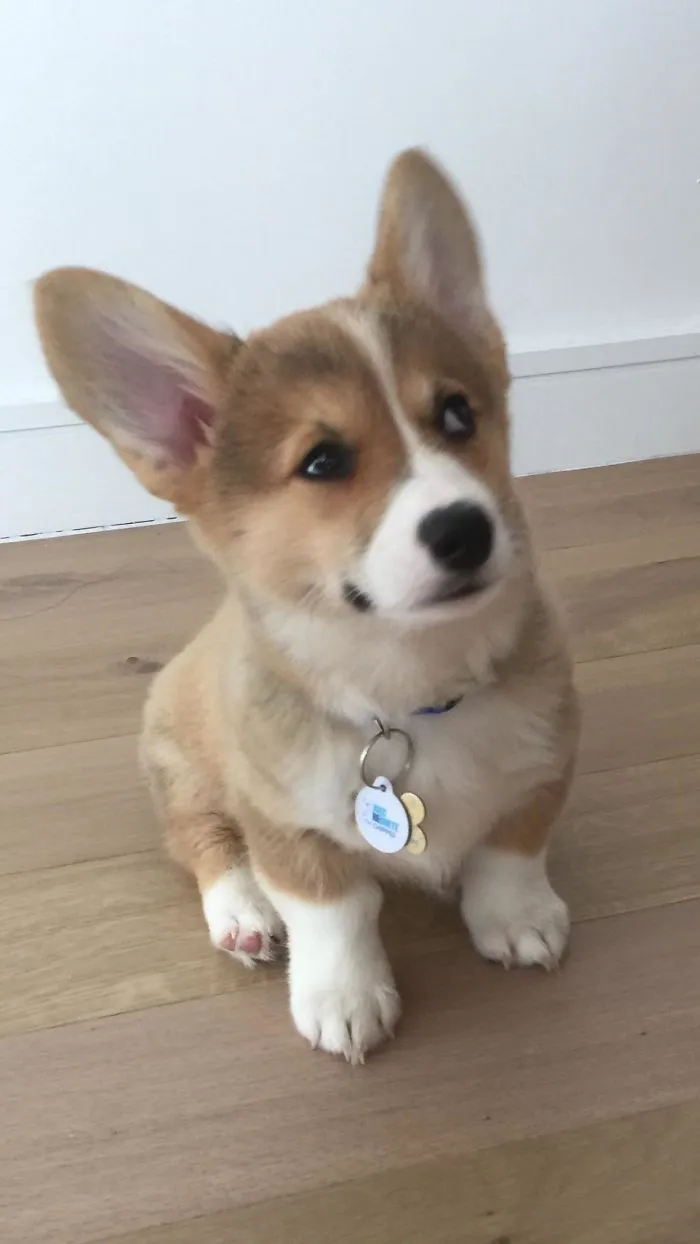 So You're Telling Me... I'll Get More Treats If I'm A Good Boy?