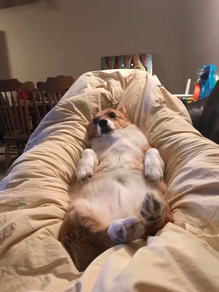 Dog Hammock