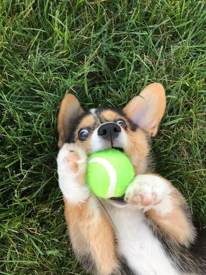 Playing Ball Yesterday With The Baby Girl