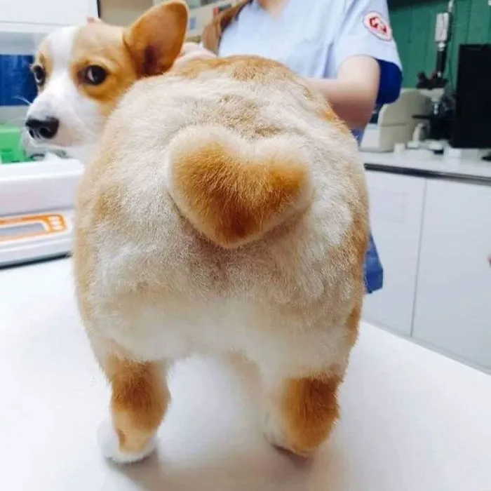 Corgi Is Unimpressed With His New Heart Butt Cut