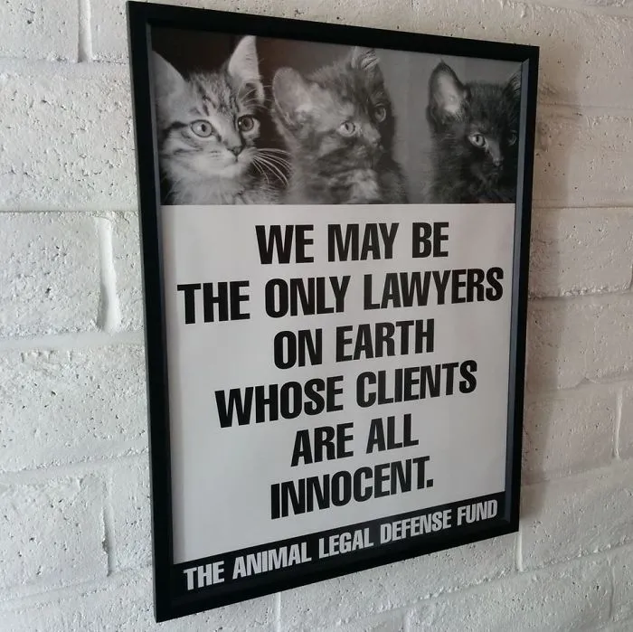 121 Lawyer Jokes That Prove That Not All Of Them Are That Serious