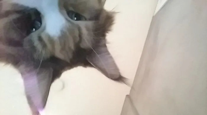 Mi móvil hace una foto cuando alguien intenta desbloquearlo mal. Me desperté y vi esto