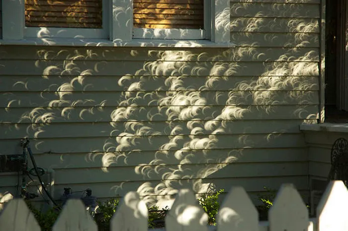 Sombras de las hojas de un árbol durante un eclipse solar