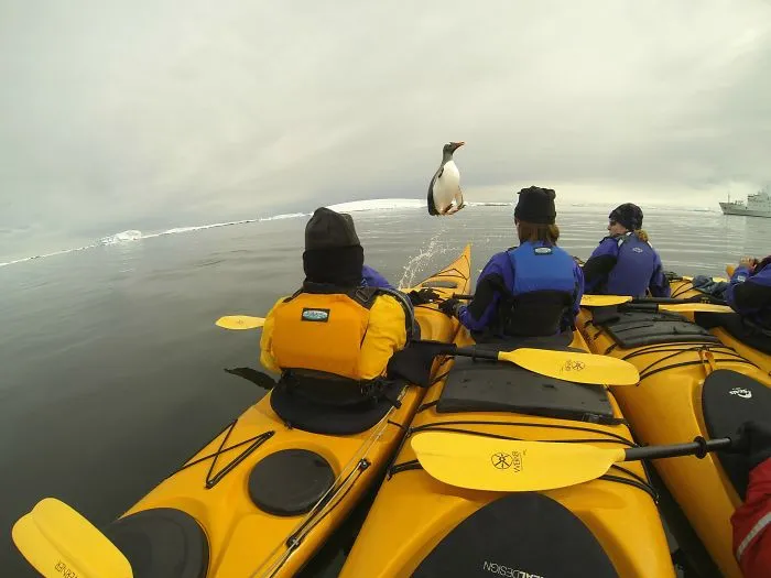 Ibamos en kayak por la Antártida y justo nos saltó un pingüino encima