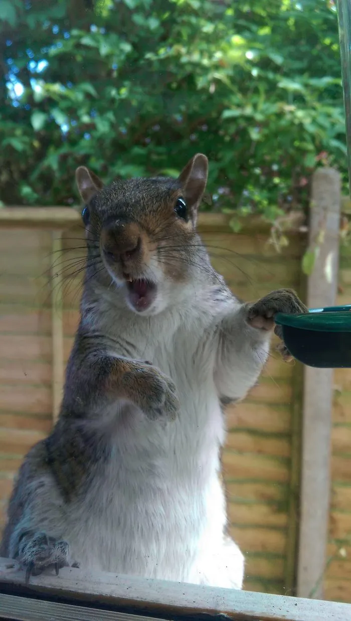 Ardilla pillada robando la comida de los pájaros