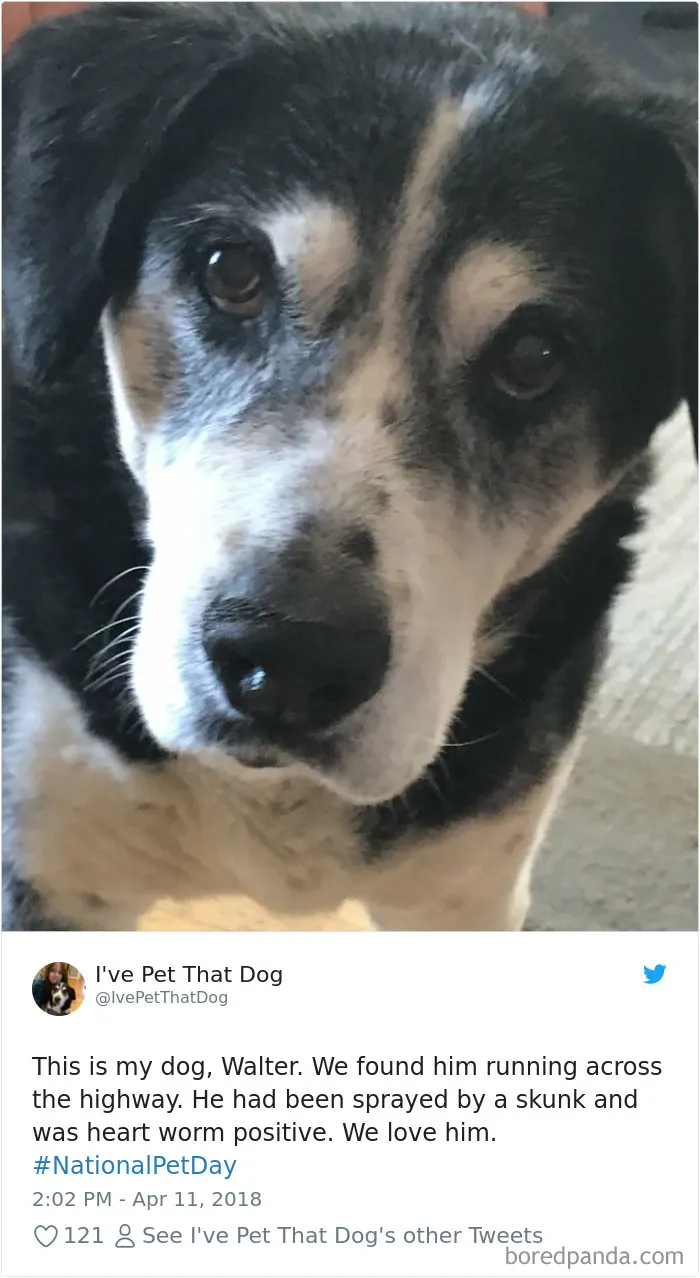The Internet Is Obsessed With This 9-Year-Old's Twitter Account Where He Reviews All The Dogs That He's Petted