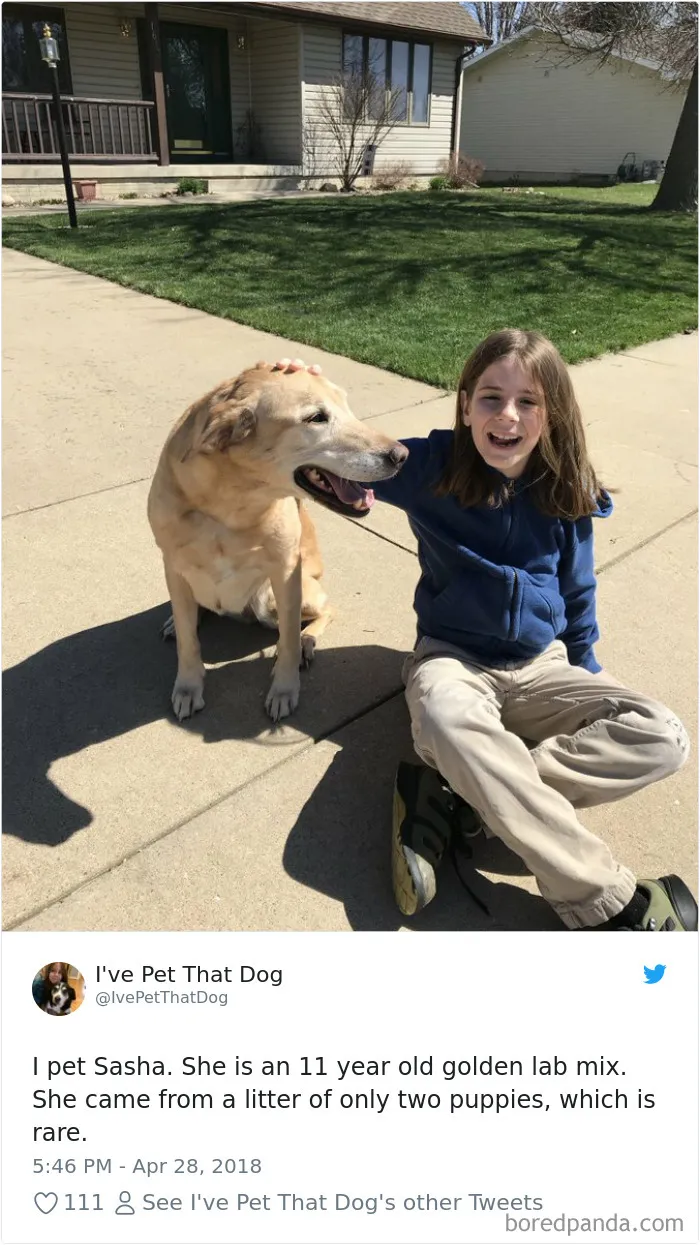 The Internet Is Obsessed With This 9-Year-Old's Twitter Account Where He Reviews All The Dogs That He's Petted