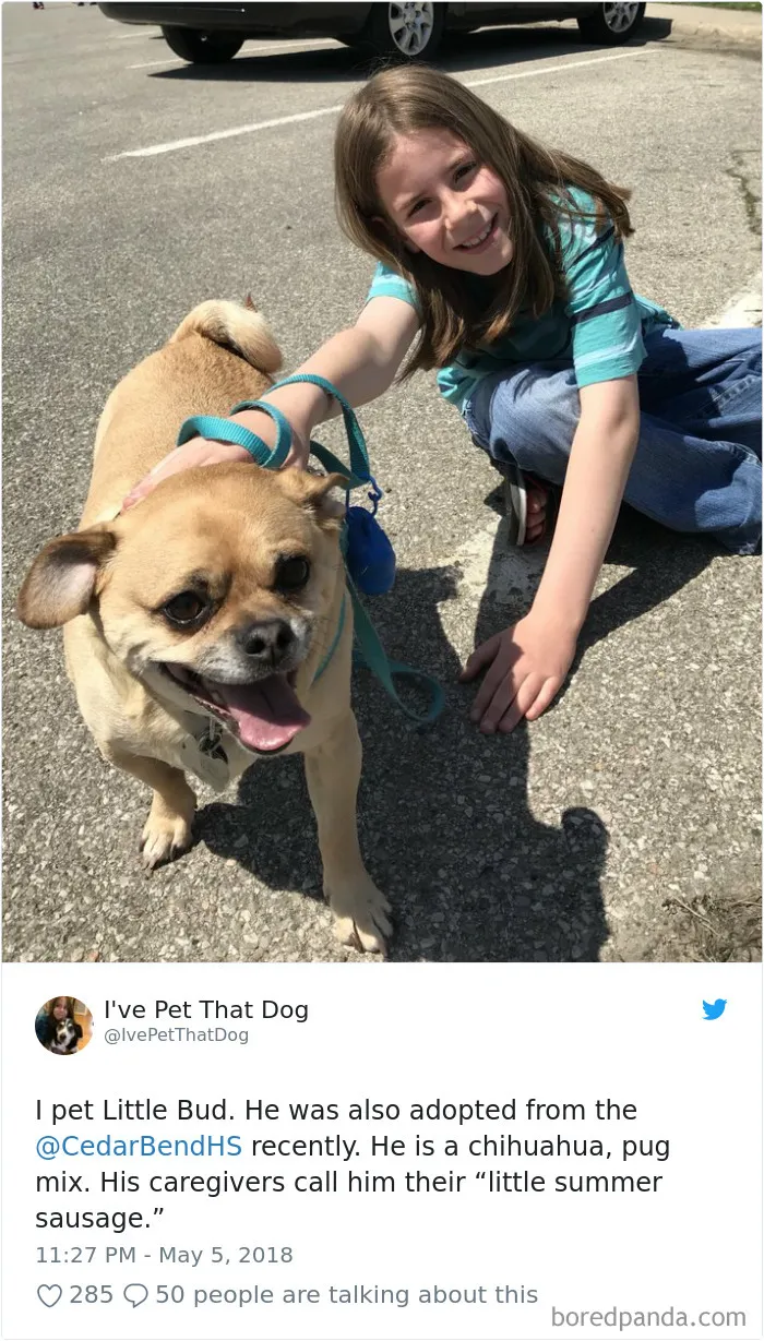 The Internet Is Obsessed With This 9-Year-Old's Twitter Account Where He Reviews All The Dogs That He's Petted