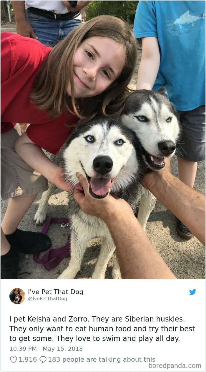 The Internet Is Obsessed With This 9-Year-Old's Twitter Account Where He Reviews All The Dogs That He's Petted