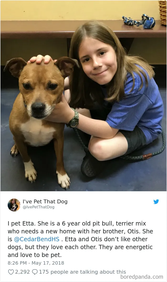 The Internet Is Obsessed With This 9-Year-Old's Twitter Account Where He Reviews All The Dogs That He's Petted