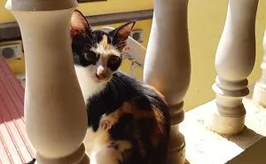 The Story Of April - The Warrior Cat