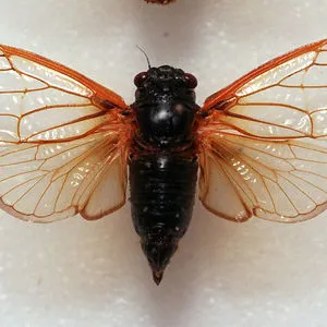 Vincentia Amadeus