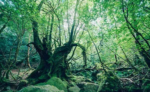 I Traveled To The Ancient Shiratani Unsuikyo Forest In Japan And Here Are 15 Pictures That I Took There