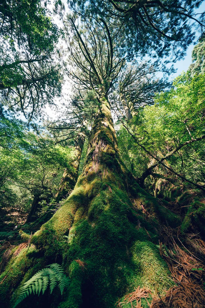 I Traveled To The Ancient Shiratani Unsuikyo Forest In Japan And Here Are 15 Pictures That I Took There