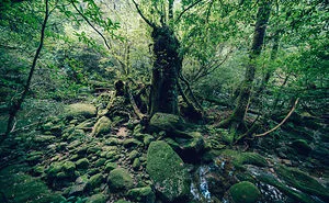 I Traveled To The Ancient Shiratani Unsuikyo Forest In Japan And Here Are 15 Pictures That I Took There